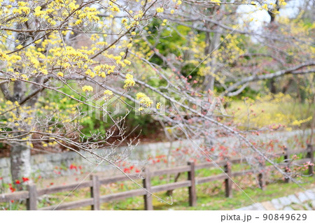 サンシュユの花 90849629