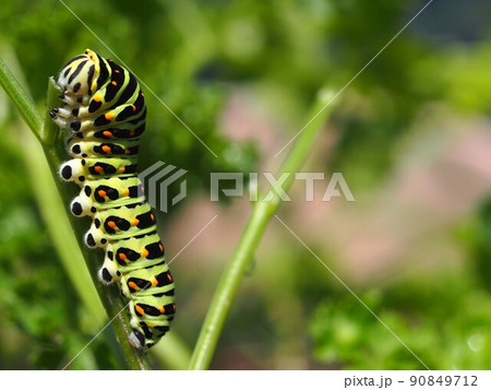 パセリを食害するキアゲハの幼虫 90849712