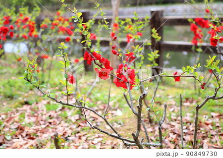 木瓜の花 木瓜の花 90849730