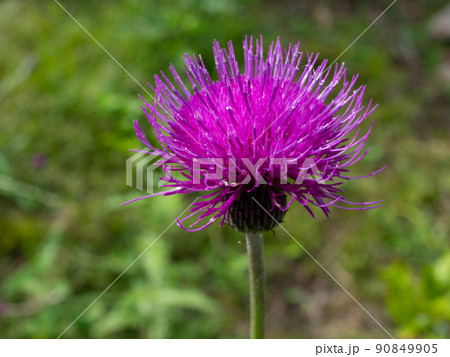 アザミ アザミ 90849905