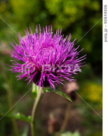 アザミ アザミ 90849906