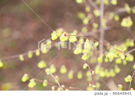日向水木の花 日向水木の花 90849945
