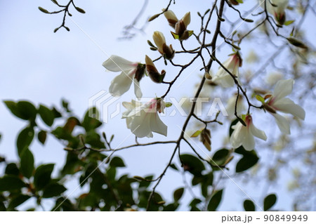 コブシの花 コブシの花 90849949