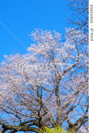 浅井の一本桜 浅井の一本桜 90849968