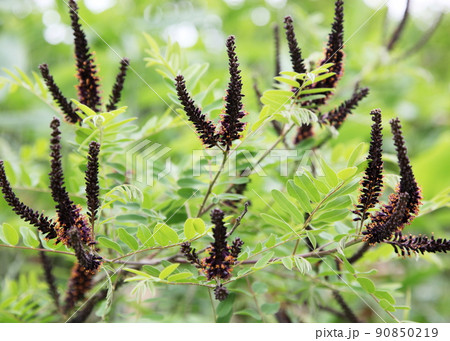 外来生物イタチハギ 90850219