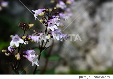 ペンステモン (ジギタリス) Penstemon digitalis ペンステモン (ジギタリス) Penstemon digitalis 90850279