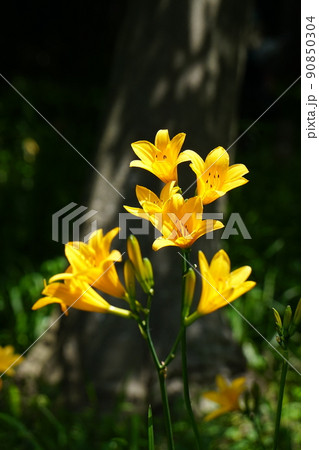 木漏れ日を浴びて黄金色に輝くムサシノキスゲの花　Ver1 90850304