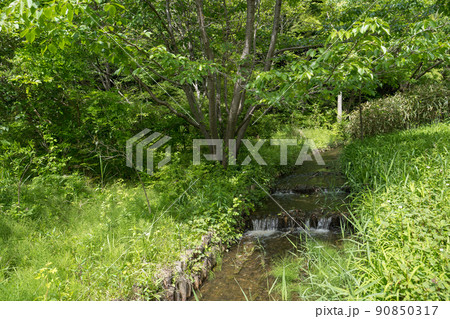 森を流れる初夏の小川 90850317