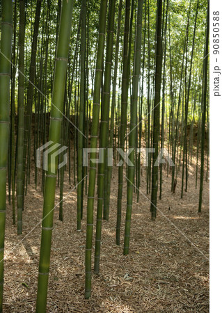 竹林 緑 景色 90850588