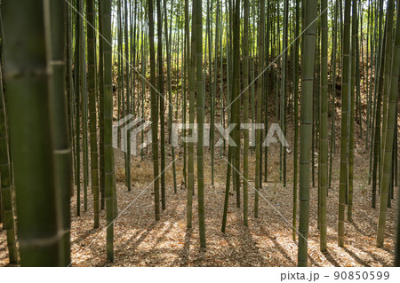 竹林 緑 景色 90850599