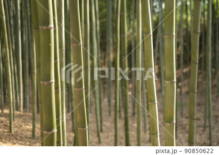 竹林 緑 景色 90850622