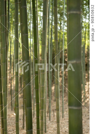 竹林 緑 景色 90850632