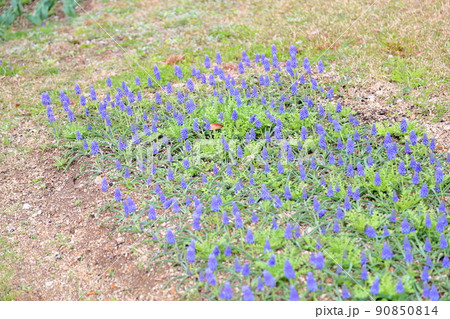 ムスカリの花 ムスカリの花 90850814