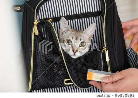 リュックから顔をだす猫　Cat looking at the camera	 90850993