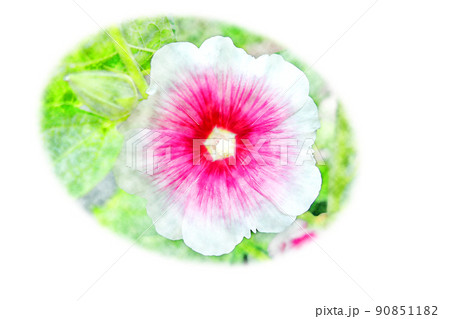 開花したピンク色の「タチアオイ」水彩画風 絵手紙 開花したピンク色の「タチアオイ」水彩画風 絵手紙 90851182