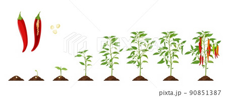 Chili pepper growth stage, vegetable plant grow cycle and agriculture seedling phases. Growing red pepper process from seed in soil to sprout, garden vegetables crop and farm harvest 90851387