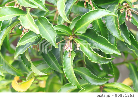 万両（マンリョウ）の花のつぼみ 90851563