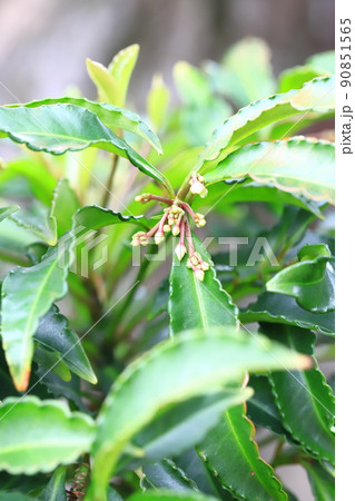 万両（マンリョウ）の花のつぼみ 90851565