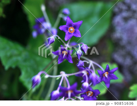 イワタバコ 90851636