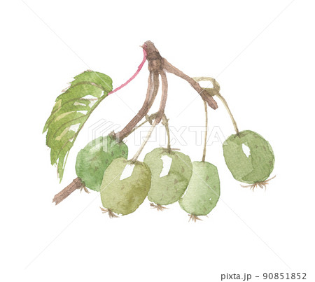 サルナシ 猿梨 葉付き サルナシ 猿梨 葉付き 90851852