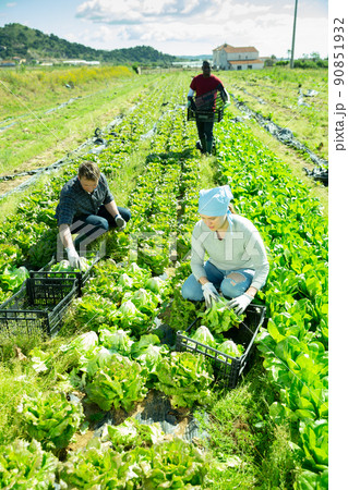Group of gardeners picking fresh cabbage in sunny garden Group of gardeners picking fresh cabbage in sunny garden 90851932