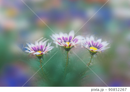 春の花壇に咲くガザニアの花　クローズアップ 90852267