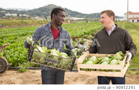 Men gardeners holding crates with harvest of fresh lettuce 90852291