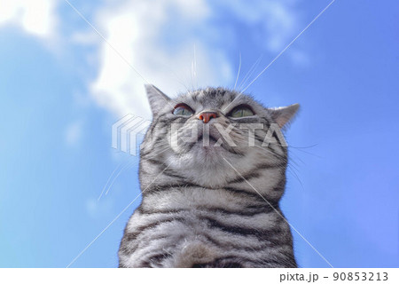 猫と青空 猫と青空 90853213