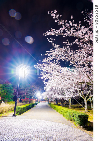 晴れの夜空に美しく咲く芦城公園のライトアップされた満開の夜桜 晴れの夜空に美しく咲く芦城公園のライトアップされた満開の夜桜 90853519