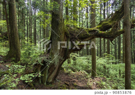 株杉の森 株杉の森 90853876