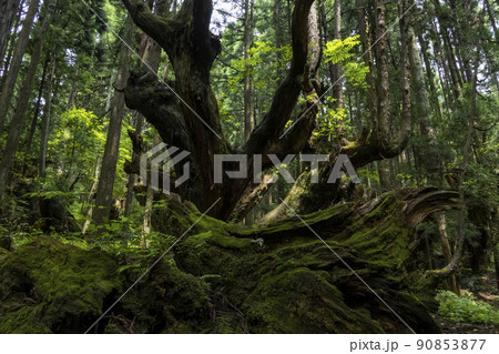 株杉の森 株杉の森 90853877