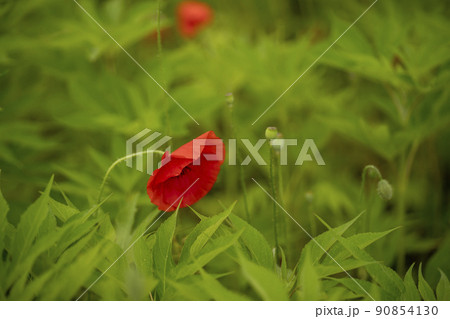 水の庭 南楊州市 京畿道 90854130