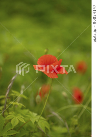 水の庭 南楊州市 京畿道 90854147