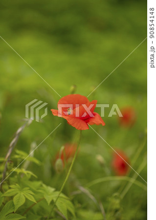 水の庭 南楊州市 京畿道 90854148