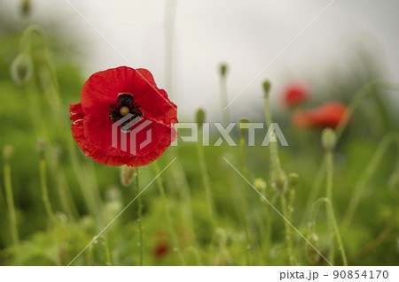 水の庭 南楊州市 京畿道 90854170