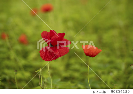 水の庭 南楊州市 京畿道 90854189