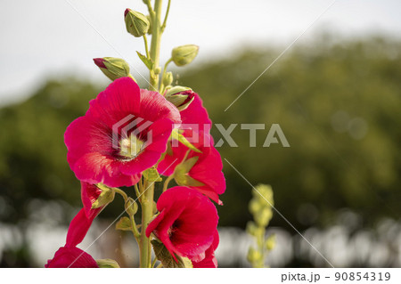 風景 自然 韓国 90854319