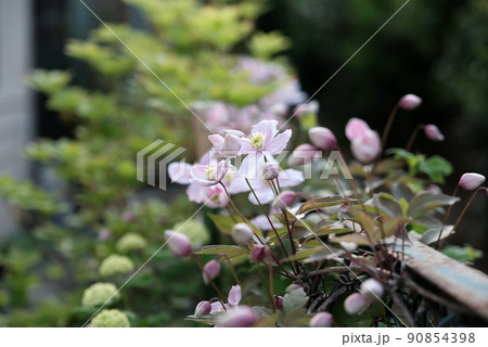 クレマチスモンタナの花 クレマチスモンタナの花 90854398