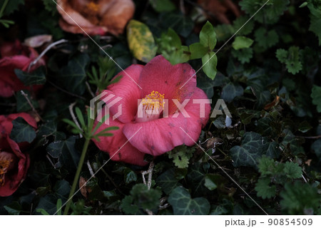落ちた椿の花 落ちた椿の花 90854509