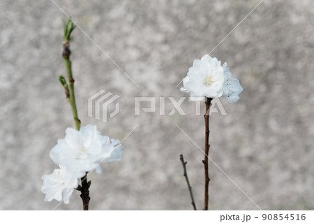 ハナモモの白い花 ハナモモの白い花 90854516