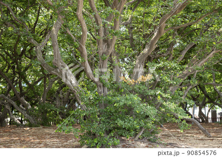風景 自然 韓国 90854576