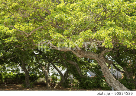 風景 自然 韓国 90854589