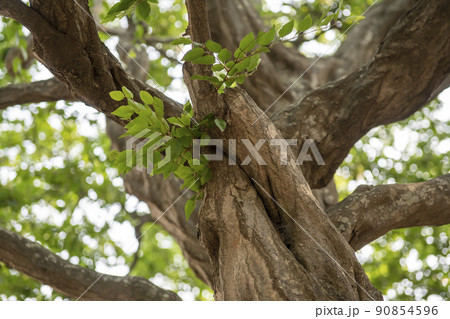 風景 自然 韓国 90854596