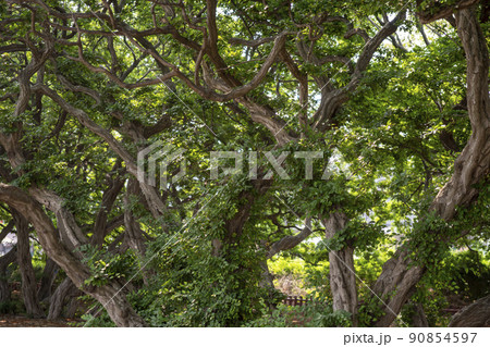 風景 自然 韓国 90854597