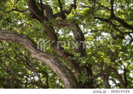 風景 自然 韓国 90854599