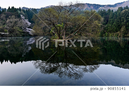 蛇ヶ池の朝景 蛇ヶ池の朝景 90855141