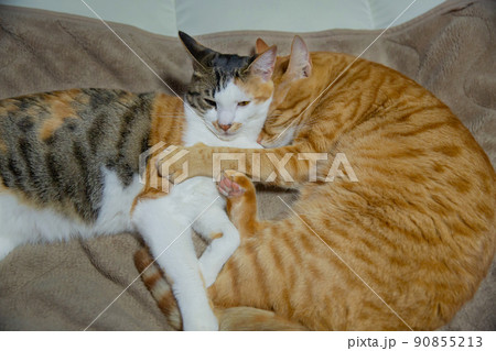 猫、抱き合う猫、子猫 猫、抱き合う猫、子猫 90855213