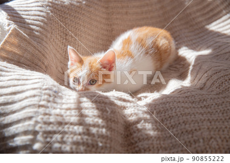 猫、抱き合う猫、子猫 猫、抱き合う猫、子猫 90855222