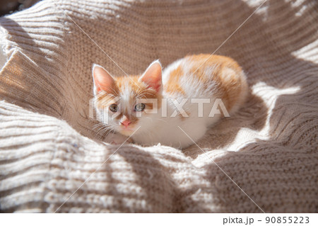 猫、抱き合う猫、子猫 猫、抱き合う猫、子猫 90855223