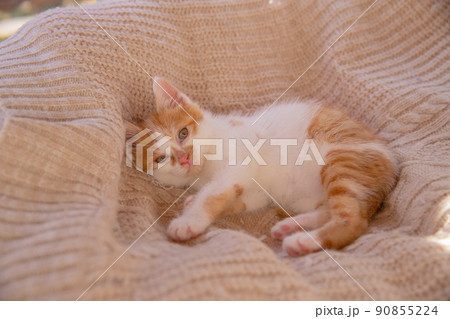 猫、抱き合う猫、子猫 猫、抱き合う猫、子猫 90855224